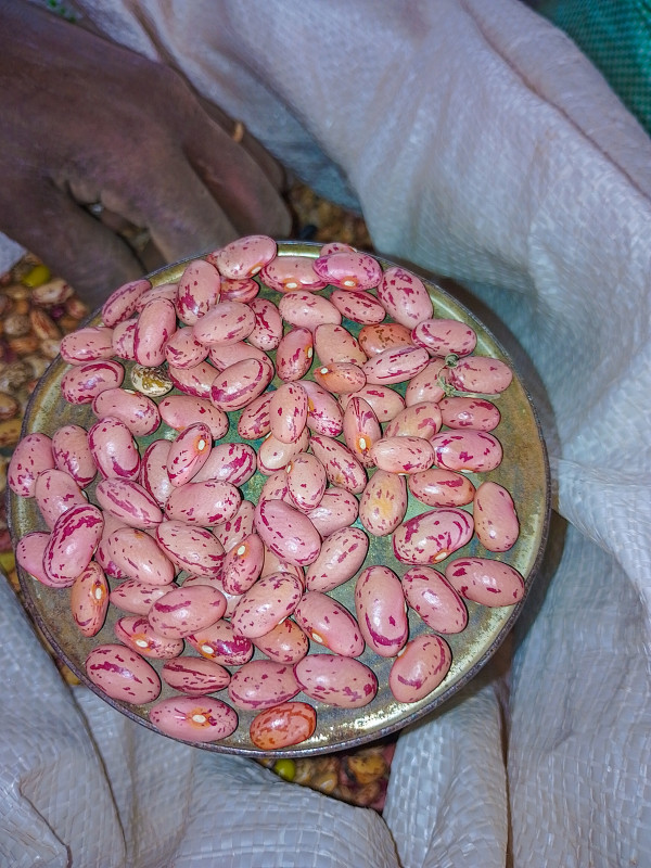 Rose coco beans