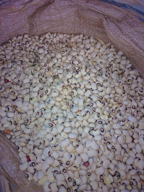 Navy beans (White beans)
