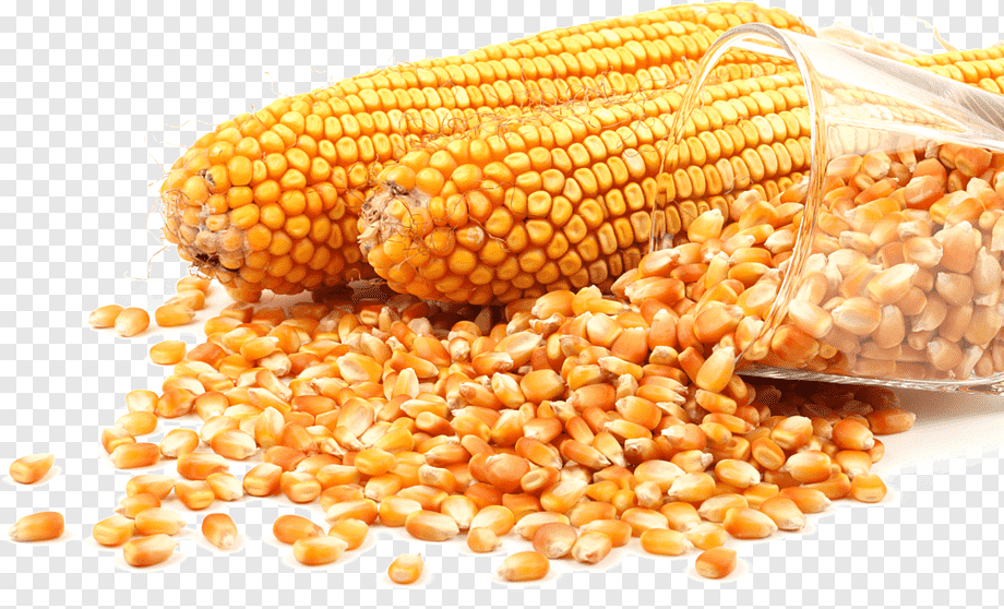 Popcorn Maize