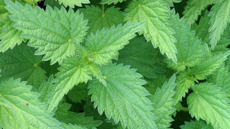 Stingy Nettle Leaves