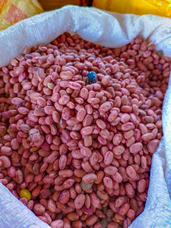 Butterfly Haricot Beans Red (wairimu)